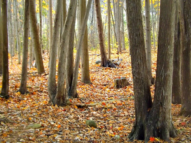 Autumn Forest Floor — Brown, Serene, Photograph