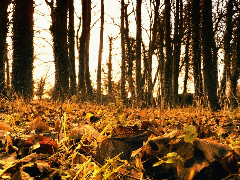 Autumn Forest Floor — Brown, Serene, Photograph, Trees, Leaves, Sunlight, Yellow