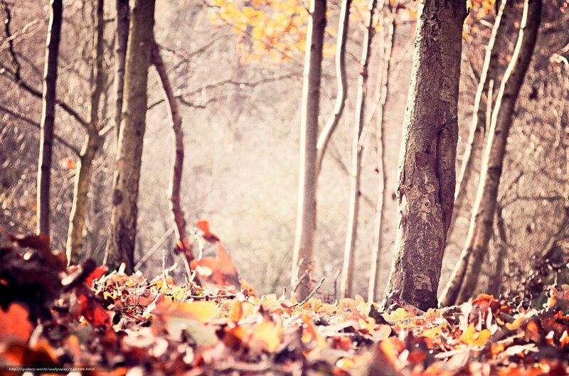 Autumn Forest Floor — Brown, Serene, Photograph, Trees