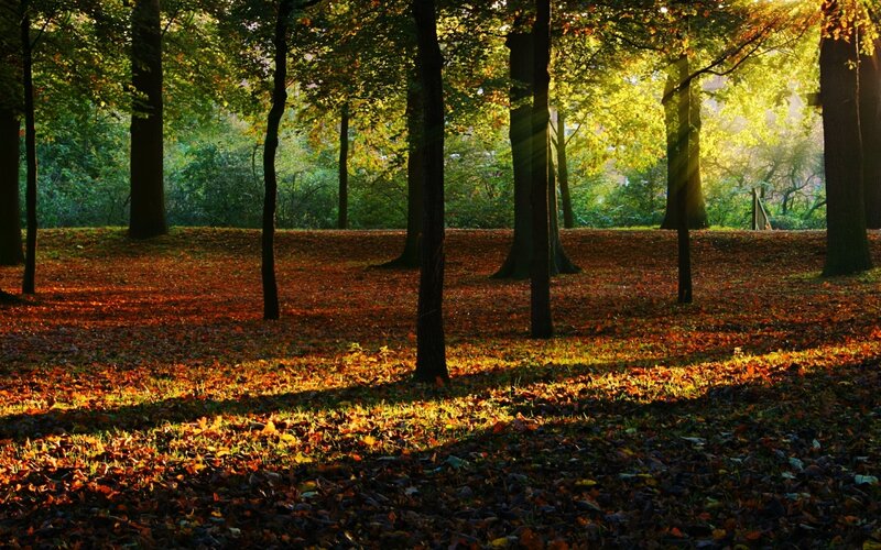 Autumn Forest Floor — Brown, Serene