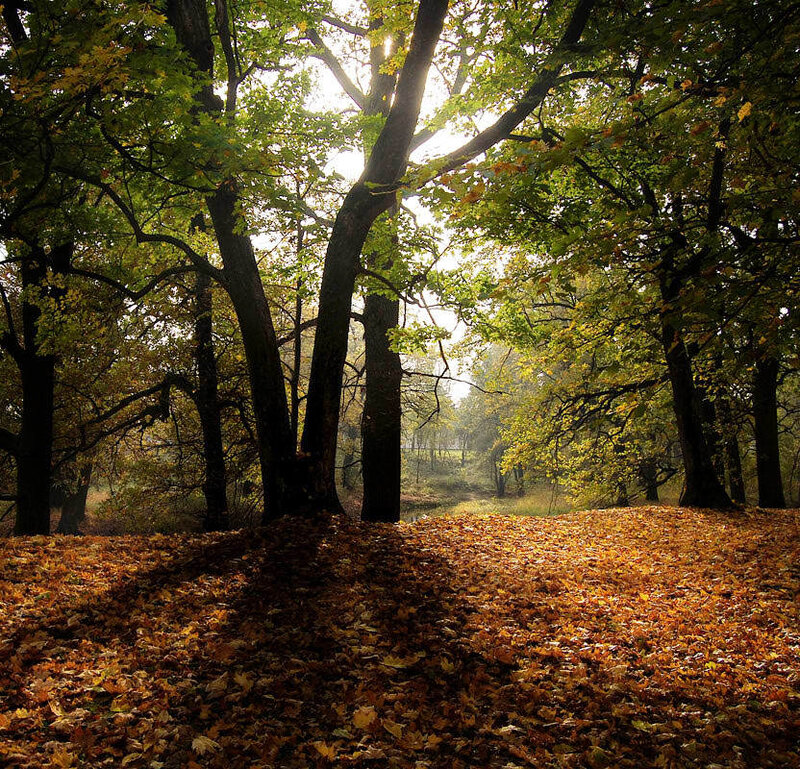Autumn Forest Floor — Brown