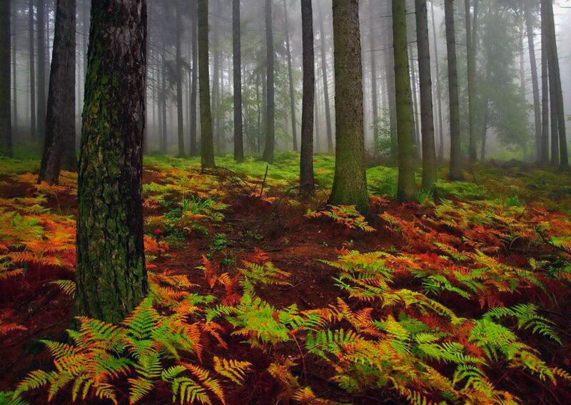 Autumn Forest Floor — Green, Misty