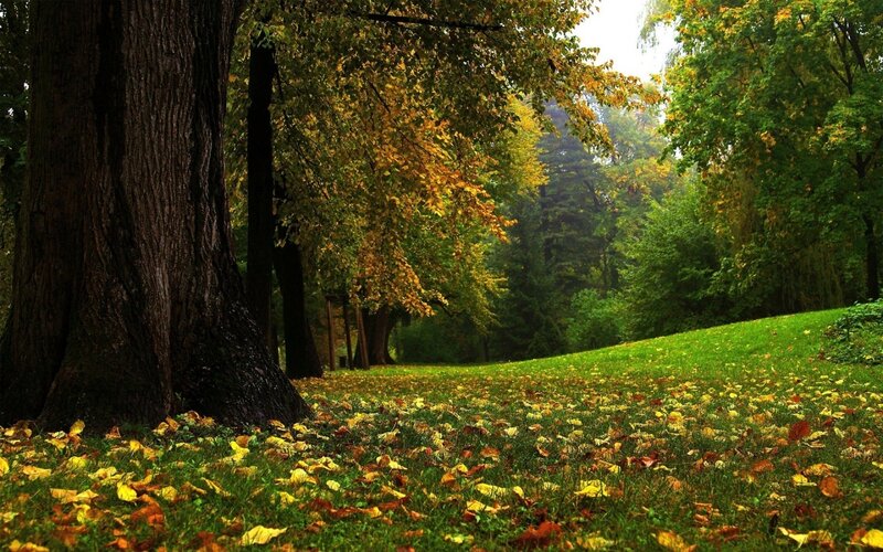 Autumn Forest Floor — Green, Serene, Photograph