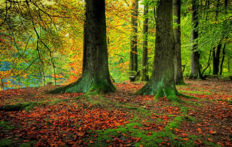 Autumn Forest Floor — Green, Serene, Photograph, Trees, Fallen Leaves, Moss, Orange