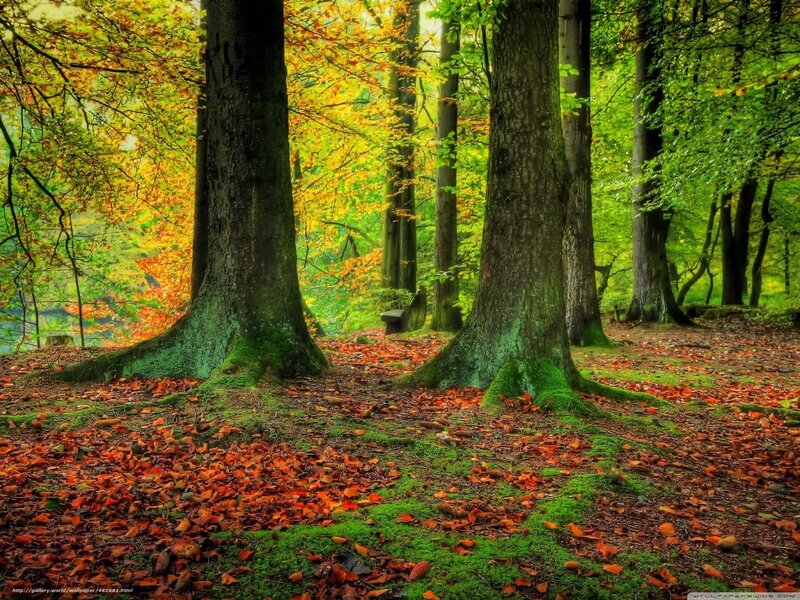 Autumn Forest Floor — Green, Serene, Photograph, Trees, Fallen Leaves, Moss