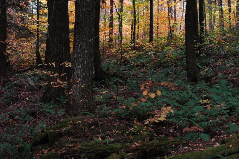 Autumn Forest Floor — Green, Serene, Photograph, Trees, Ferns