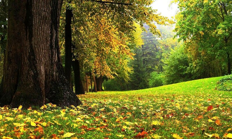 Autumn Forest Floor — Green, Serene, Photograph, Trees, Grass, Fallen Leaves