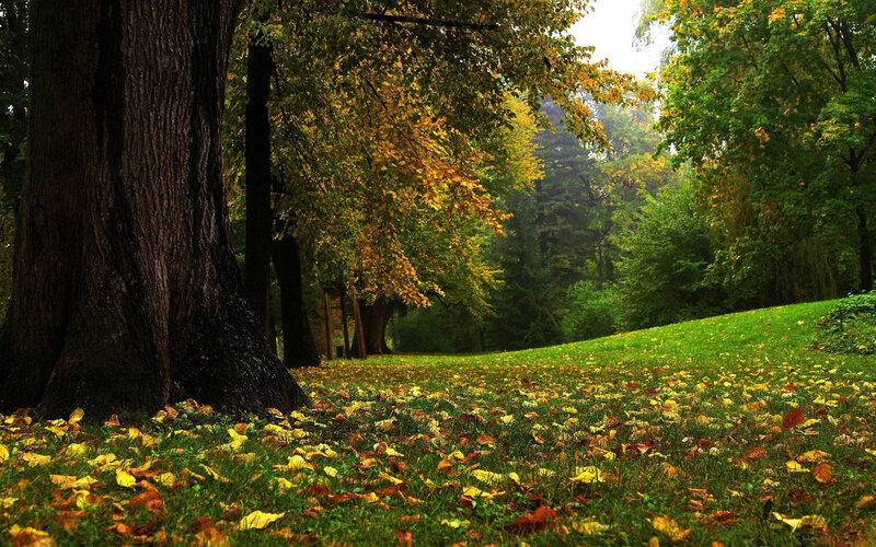 Autumn Forest Floor — Green, Serene, Photograph, Trees, Grass, Leaves