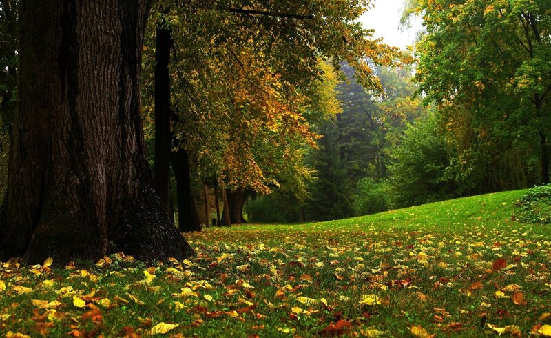 Autumn Forest Floor — Green, Serene, Photograph, Trees, Grass