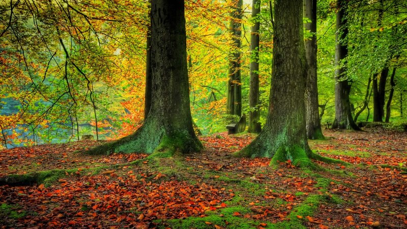 Autumn Forest Floor — Green, Serene, Photograph, Trees, Leaves, Moss