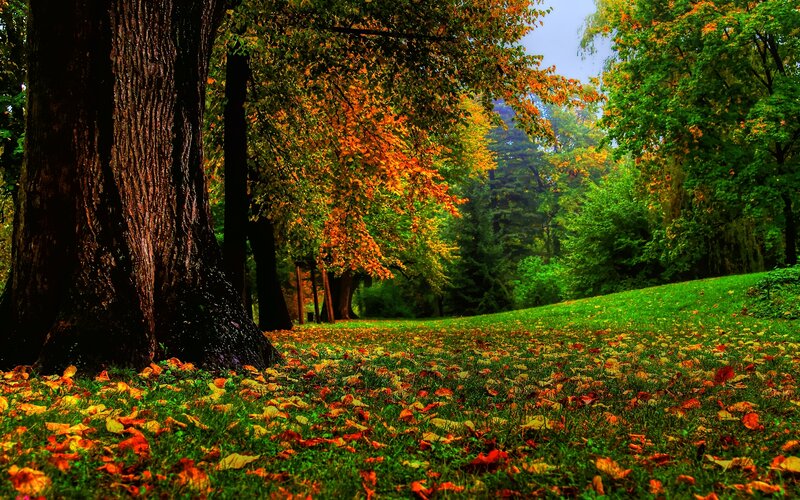 Autumn Forest Floor — Green, Serene, Photograph, Trees, Leaves