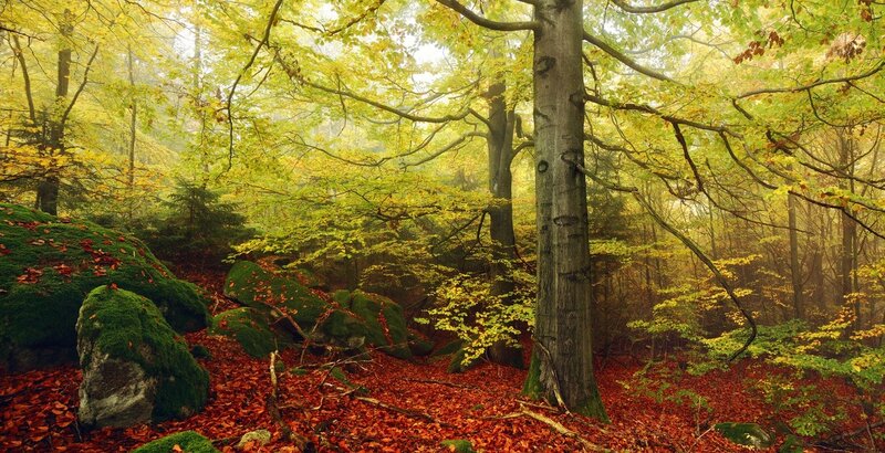 Autumn Forest Floor — Green, Serene, Photograph, Trees, Moss, Leaves