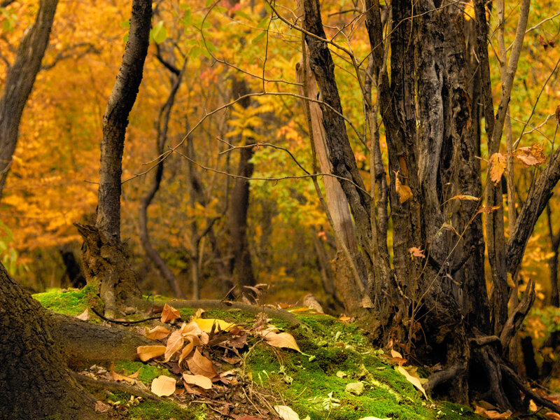 Autumn Forest Floor — Green, Serene, Photograph, Trees, Moss