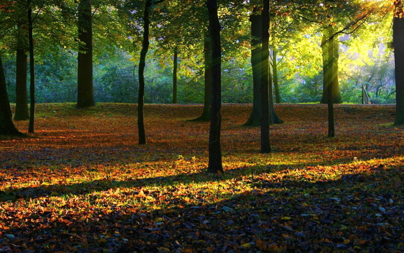 Autumn Forest Floor — Green, Serene, Photograph, Trees
