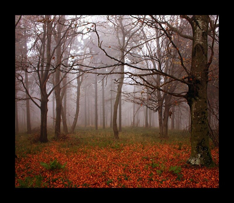Autumn Forest Floor — Orange, Misty