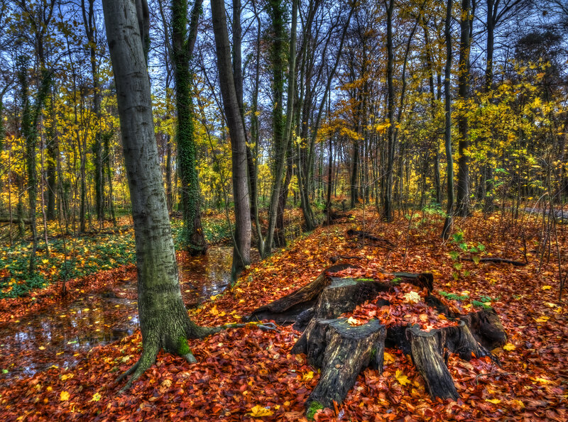Autumn Forest Floor — Orange, Serene, Photograph
