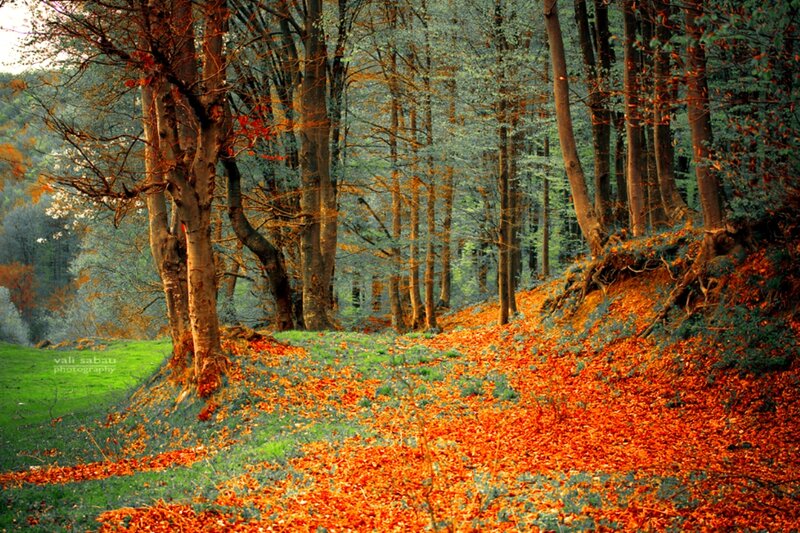 Autumn Forest Floor — Orange, Serene, Photograph, Trees, Leaves, Grass