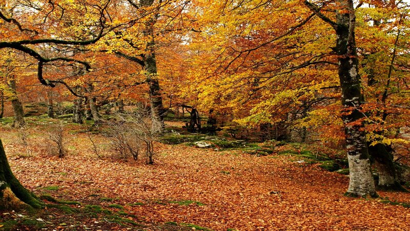 Autumn Forest Floor — Orange, Serene, Photograph, Trees, Leaves, Moss, Yellow