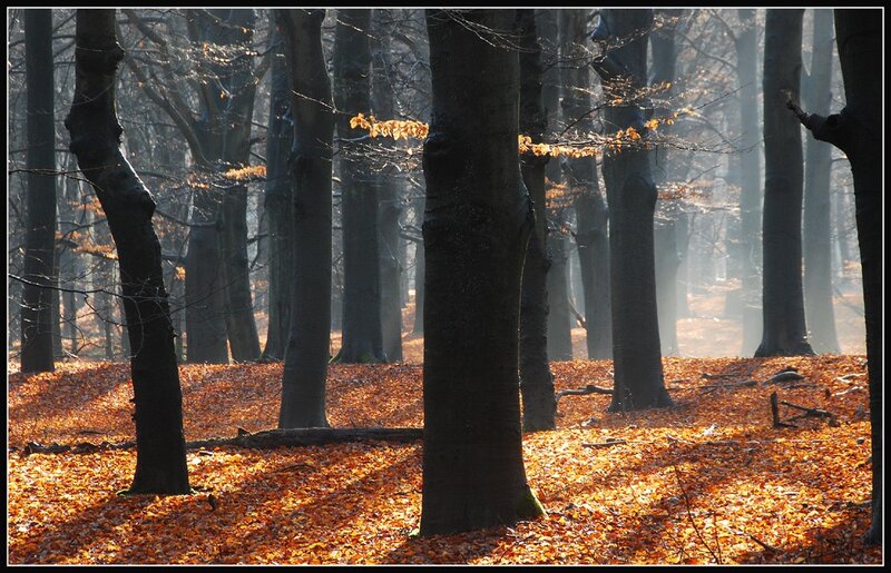 Autumn Forest Floor — Orange, Serene, Photograph, Trees, Leaves, Sunlight, Brown, Black
