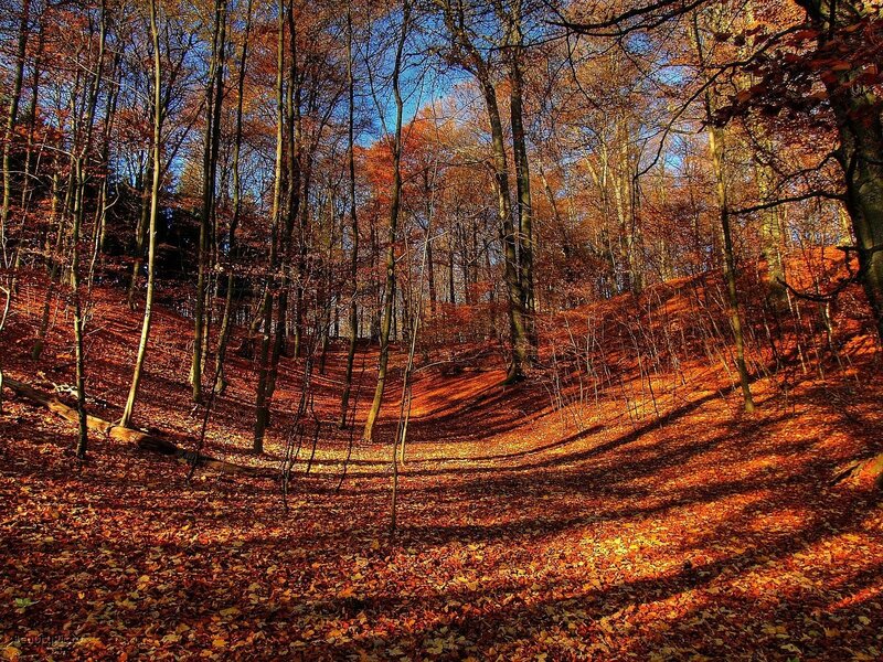 Autumn Forest Floor — Orange, Serene, Photograph, Trees, Leaves, Sunlight, Brown, Blue