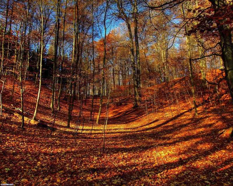 Autumn Forest Floor — Orange, Serene, Photograph, Trees, Leaves, Sunlight