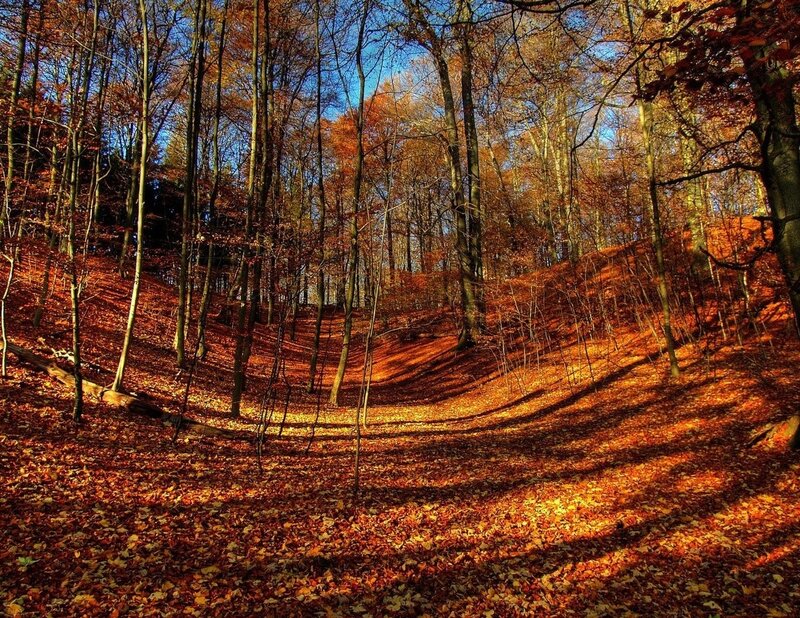 Autumn Forest Floor — Orange, Serene, Photograph, Trees