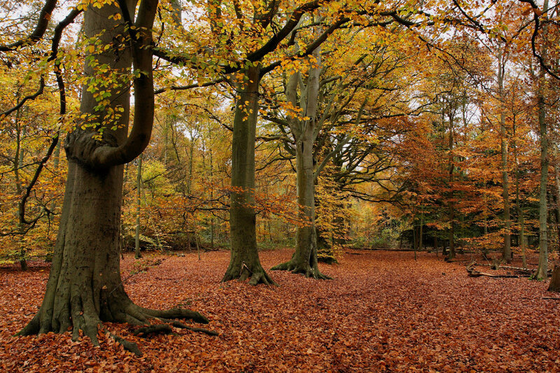Autumn Forest Floor — Orange, Serene