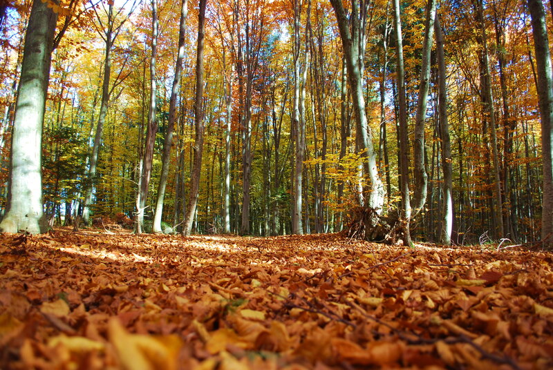 Autumn Forest Floor — Orange