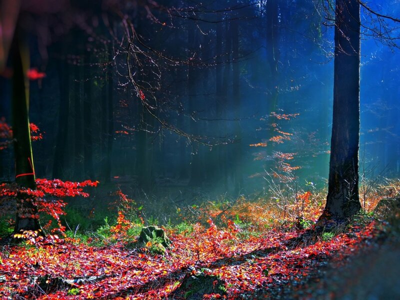 Autumn Forest Floor — Red, Dramatic