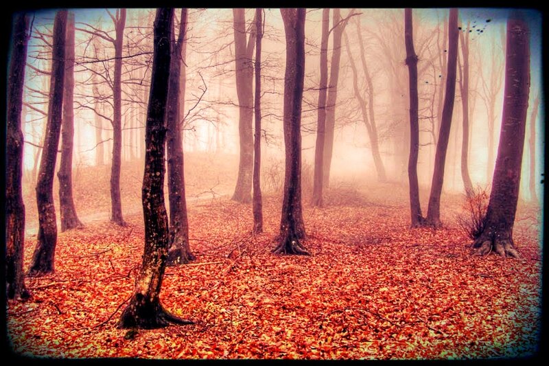 Autumn Forest Floor — Red, Misty, Photograph