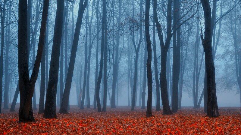 Autumn Forest Floor — Red, Misty, Photograph, Trees, Fog, Leaves