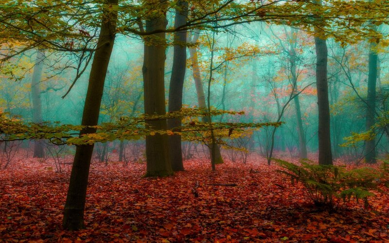 Autumn Forest Floor — Red, Misty, Photograph, Trees, Leaves, Fog