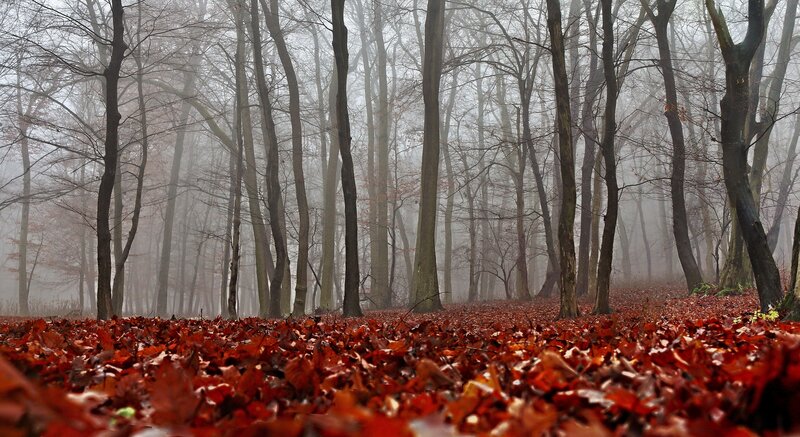 Autumn Forest Floor — Red, Misty, Photograph, Trees, Leaves