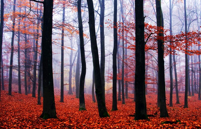 Autumn Forest Floor — Red, Misty, Photograph, Trees