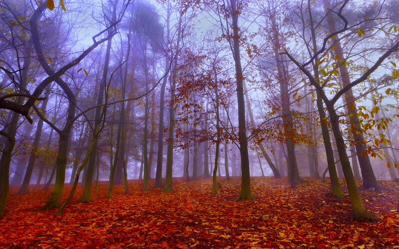 Autumn Forest Floor — Red, Misty
