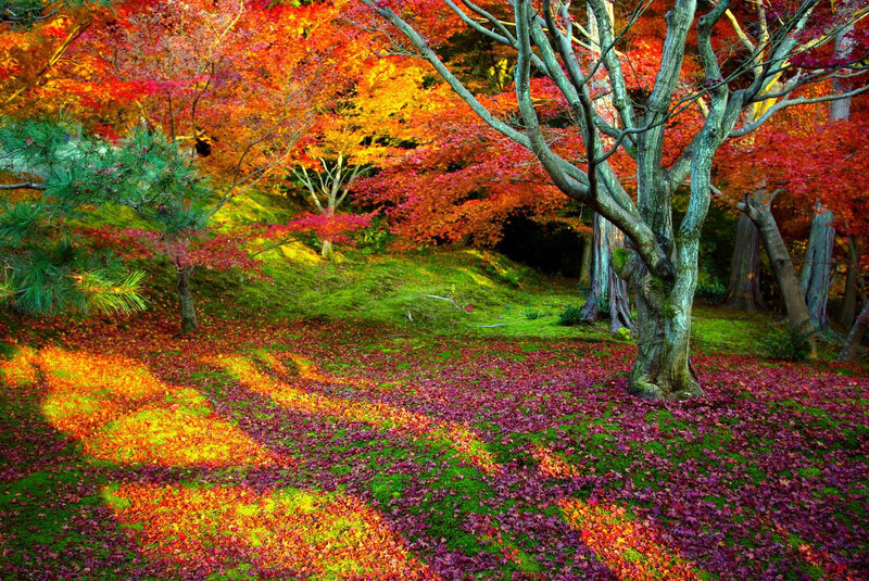 Autumn Forest Floor — Red, Serene, Photograph