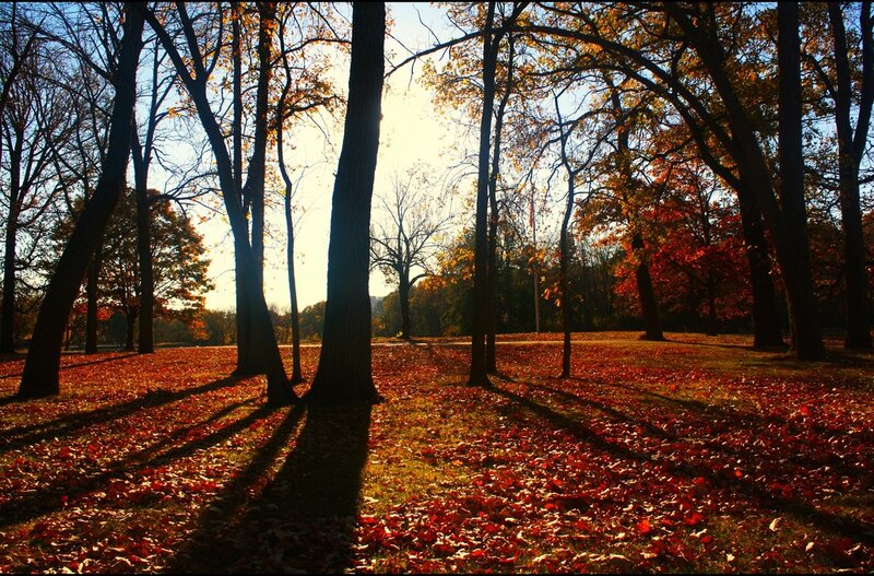Autumn Forest Floor — Red, Serene, Photograph, Trees, Fallen Leaves