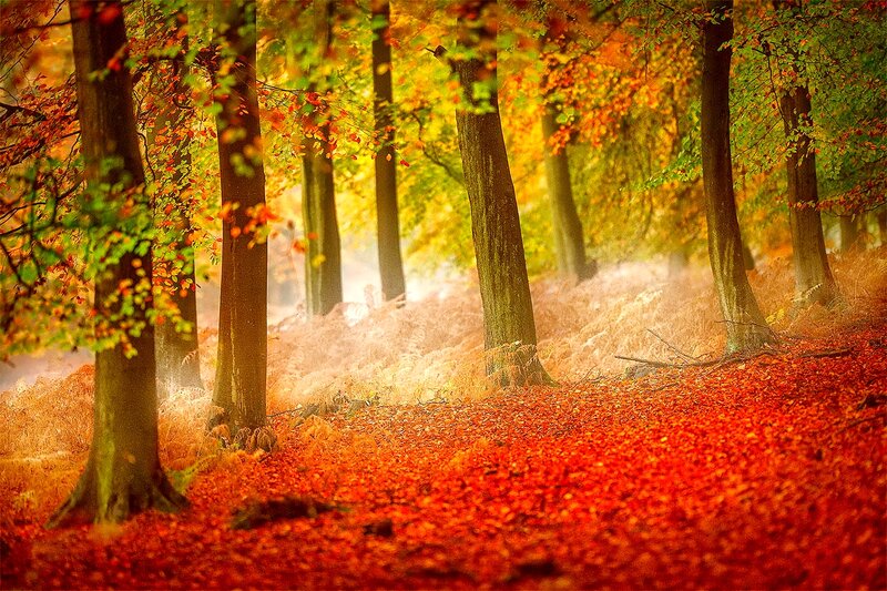 Autumn Forest Floor — Red, Serene, Photograph, Trees, Leaves, Fog