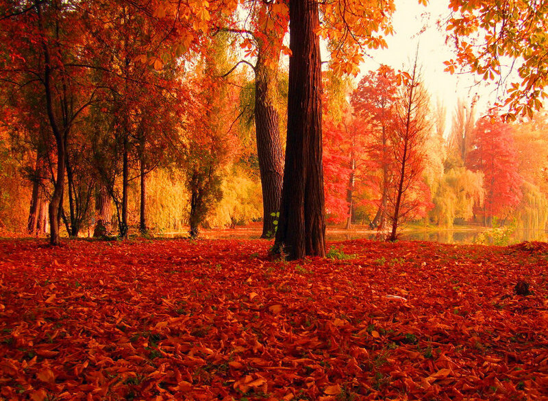 Autumn Forest Floor — Red, Serene, Photograph, Trees, Leaves, Lake