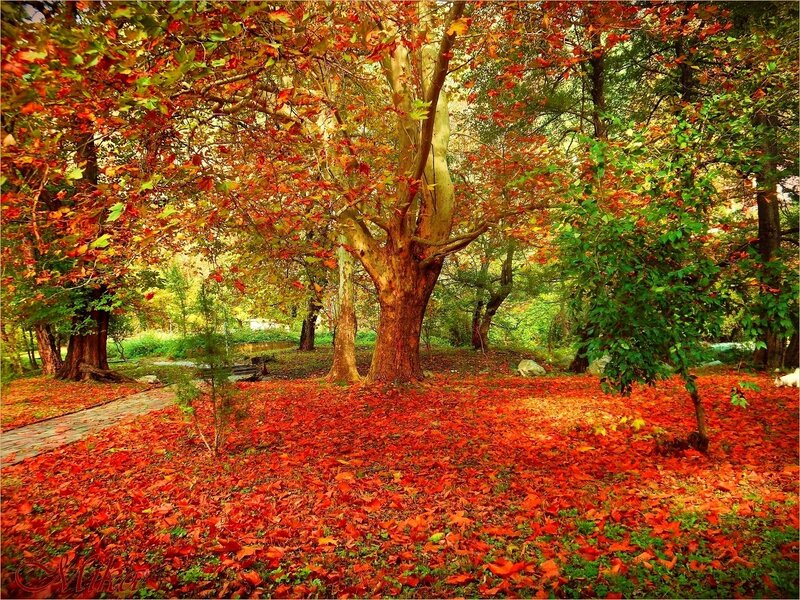 Autumn Forest Floor — Red, Serene, Photograph, Trees, Leaves, Path