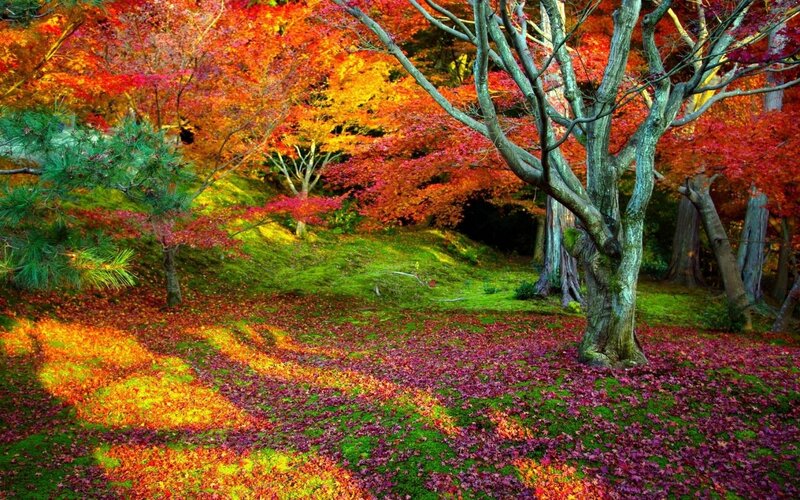 Autumn Forest Floor — Red, Serene, Photograph, Trees, Leaves