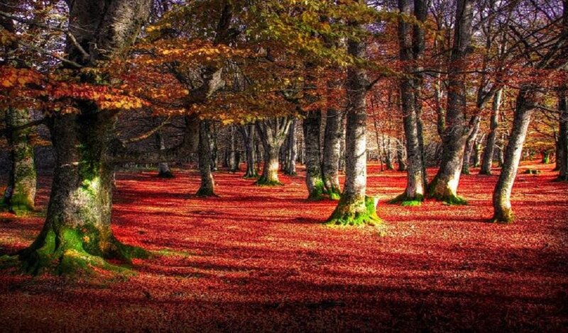 Autumn Forest Floor — Red, Serene, Photograph, Trees
