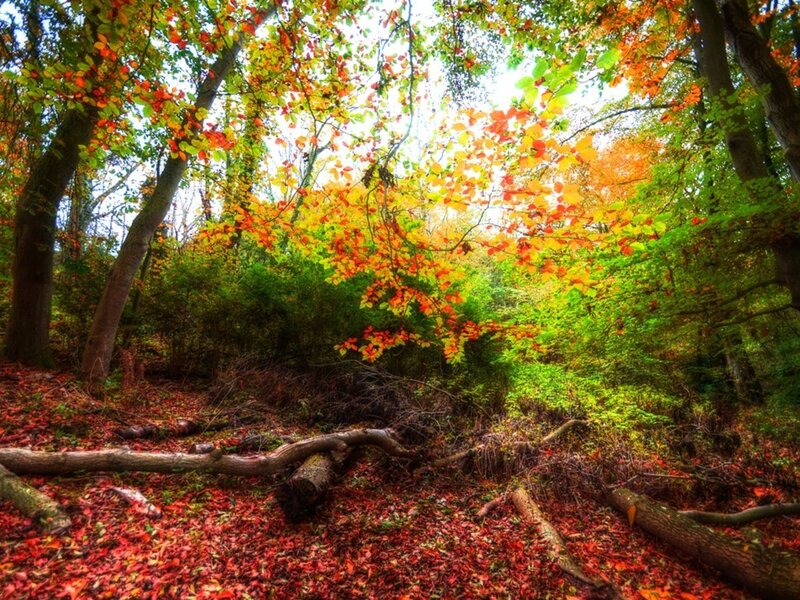 Autumn Forest Floor — Red, Serene