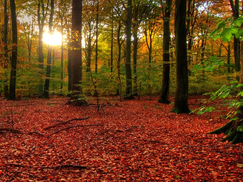 Autumn Forest Floor — Red