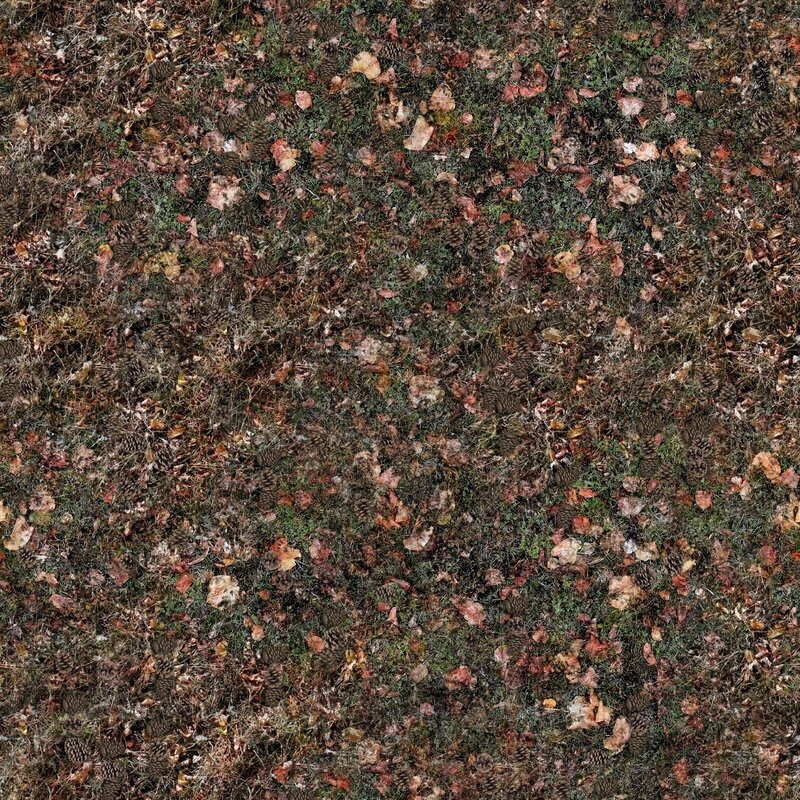 autumn forest floor