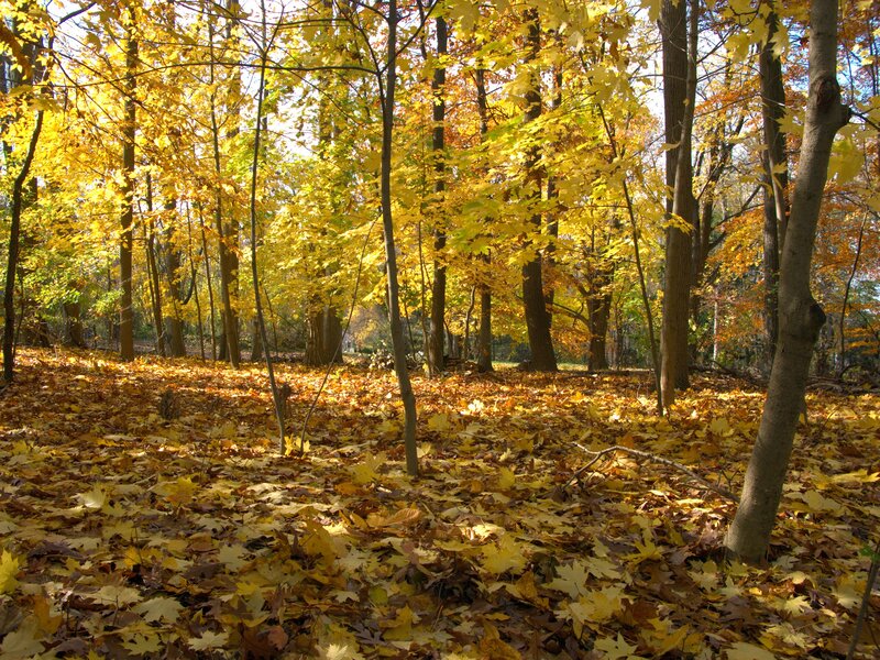 Autumn Forest Floor — Trees