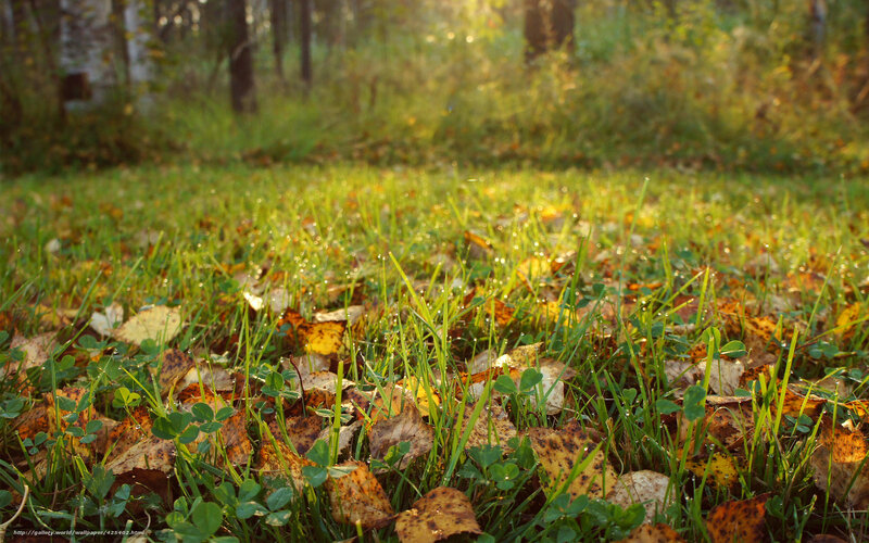 Autumn forest floor with dew