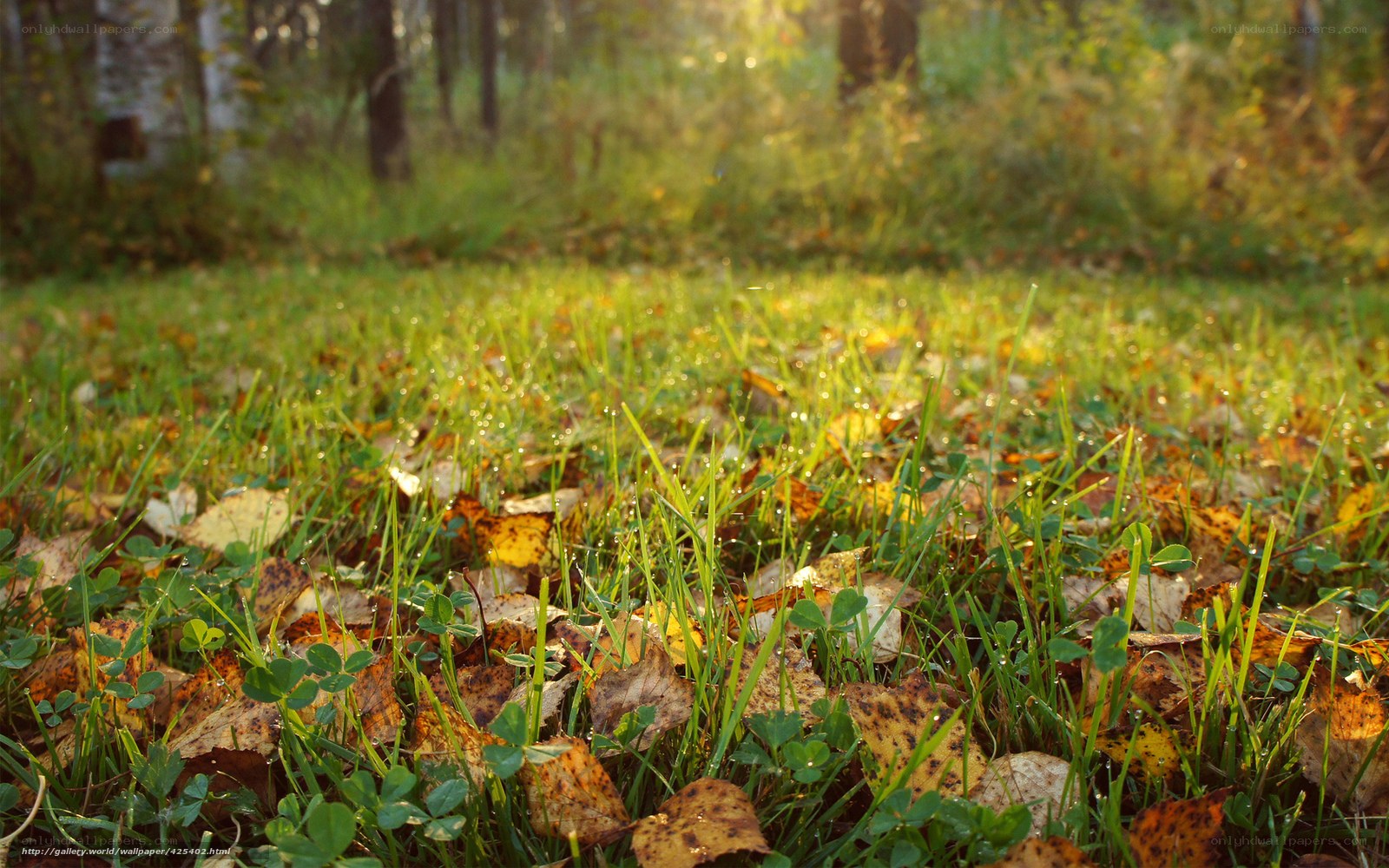 Autumn forest floor with dew