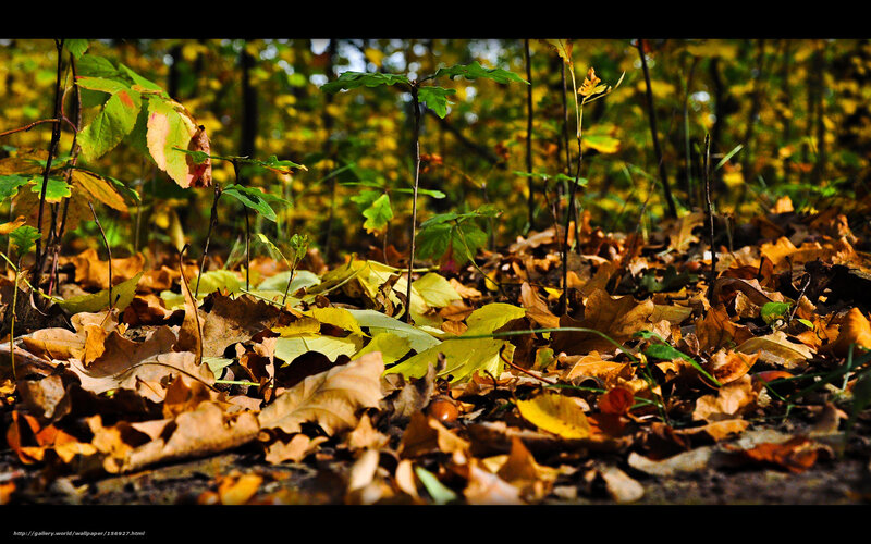 Autumn forest floor with fallen leaves