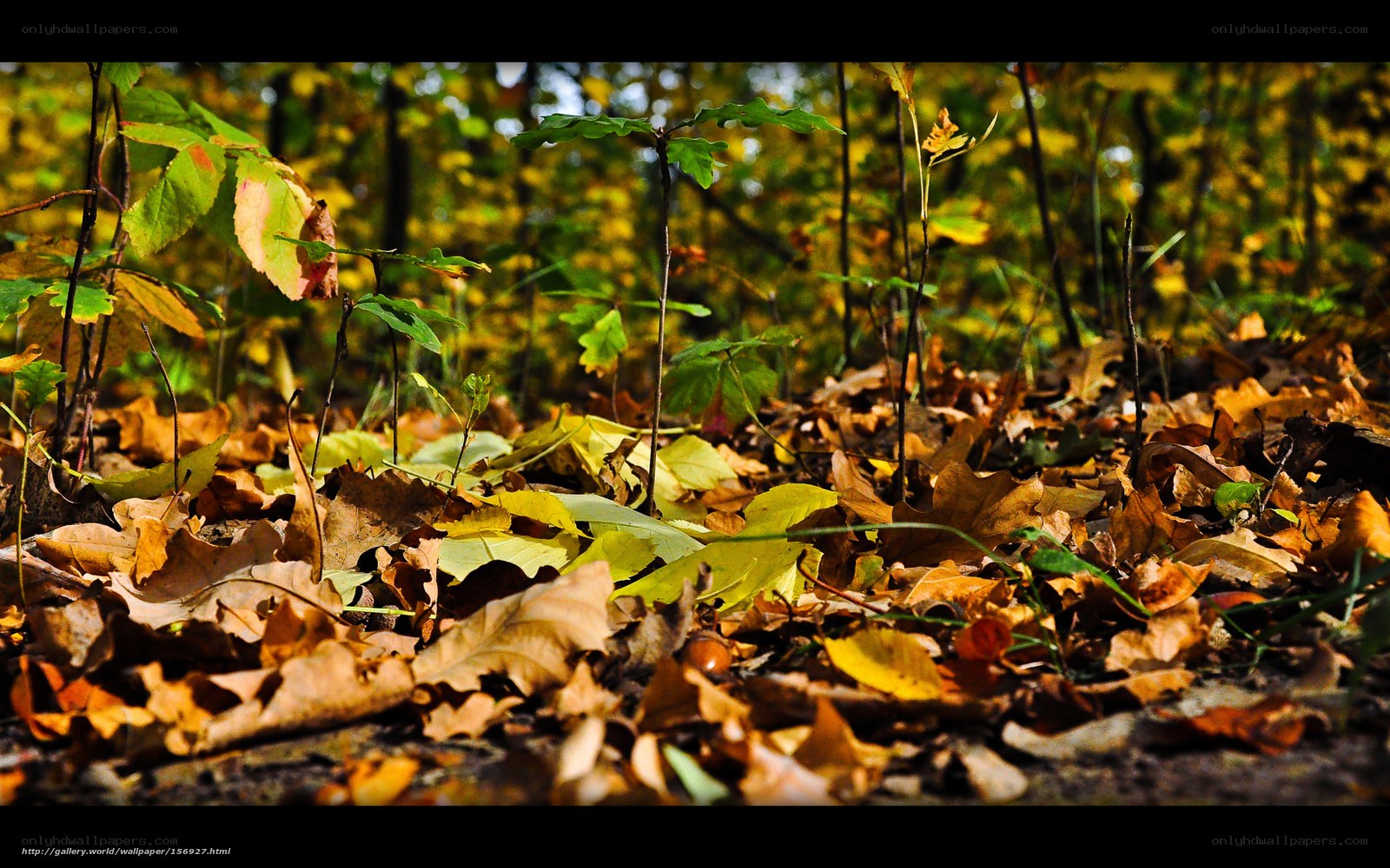 Autumn forest floor with fallen leaves